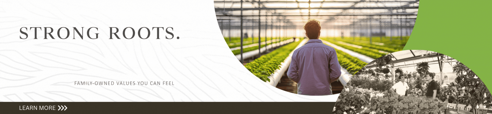 Strong Roots. Fresh Thinking.